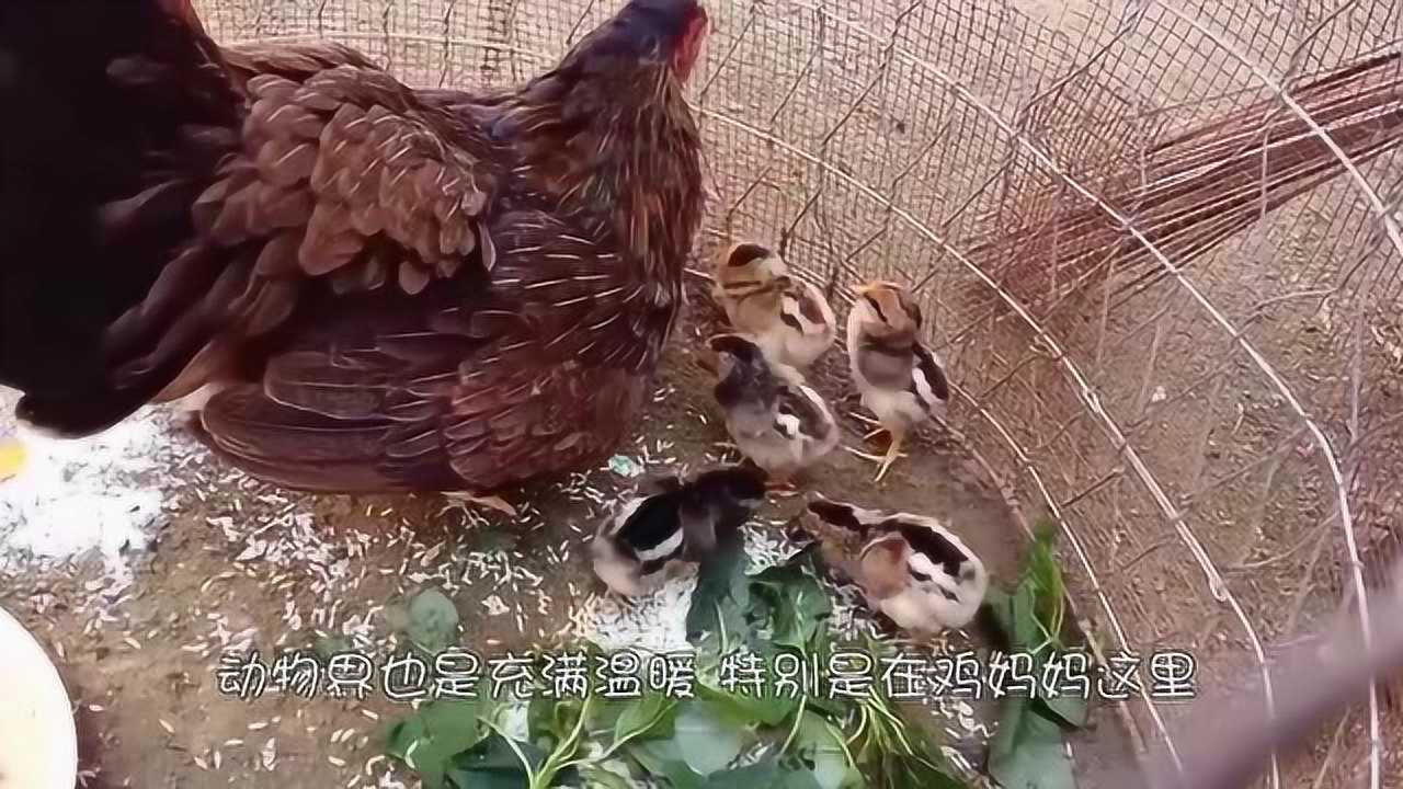 下雨天母鸡保护小鸡站在雨中用翅膀遮挡自己的孩子