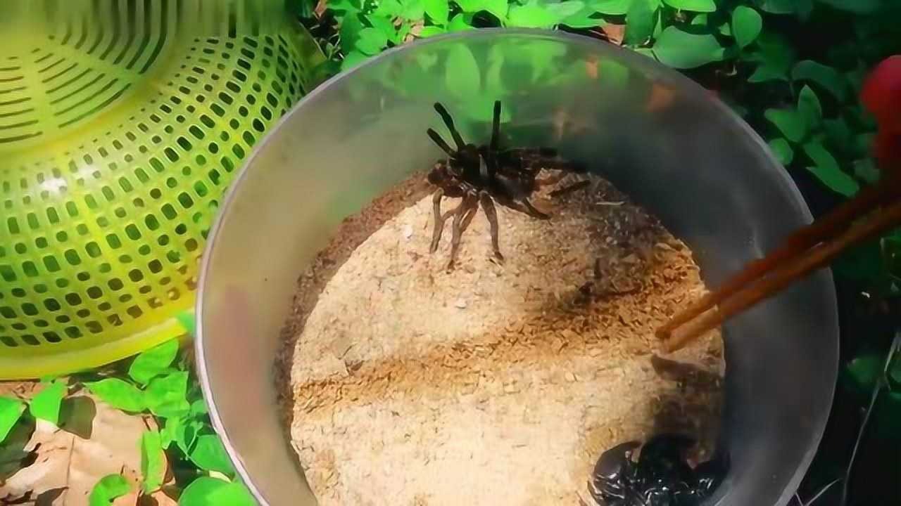 蜘蛛和两只蝎子打架这就很精彩了