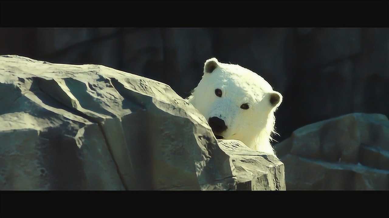 秘密动物园:韩国搞笑电影!