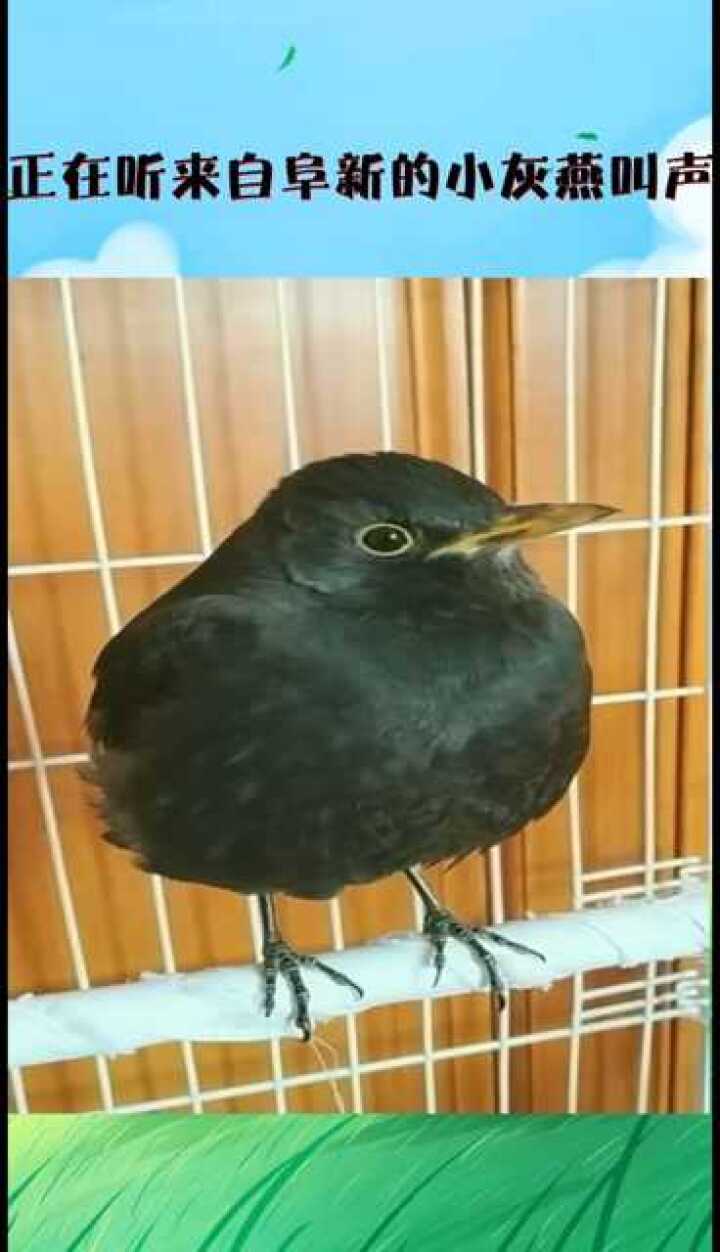 正在听来自阜新的小灰燕叫声