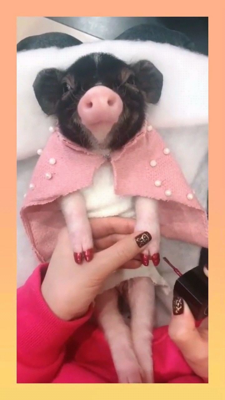 猪年美甲了解一下猪也美甲