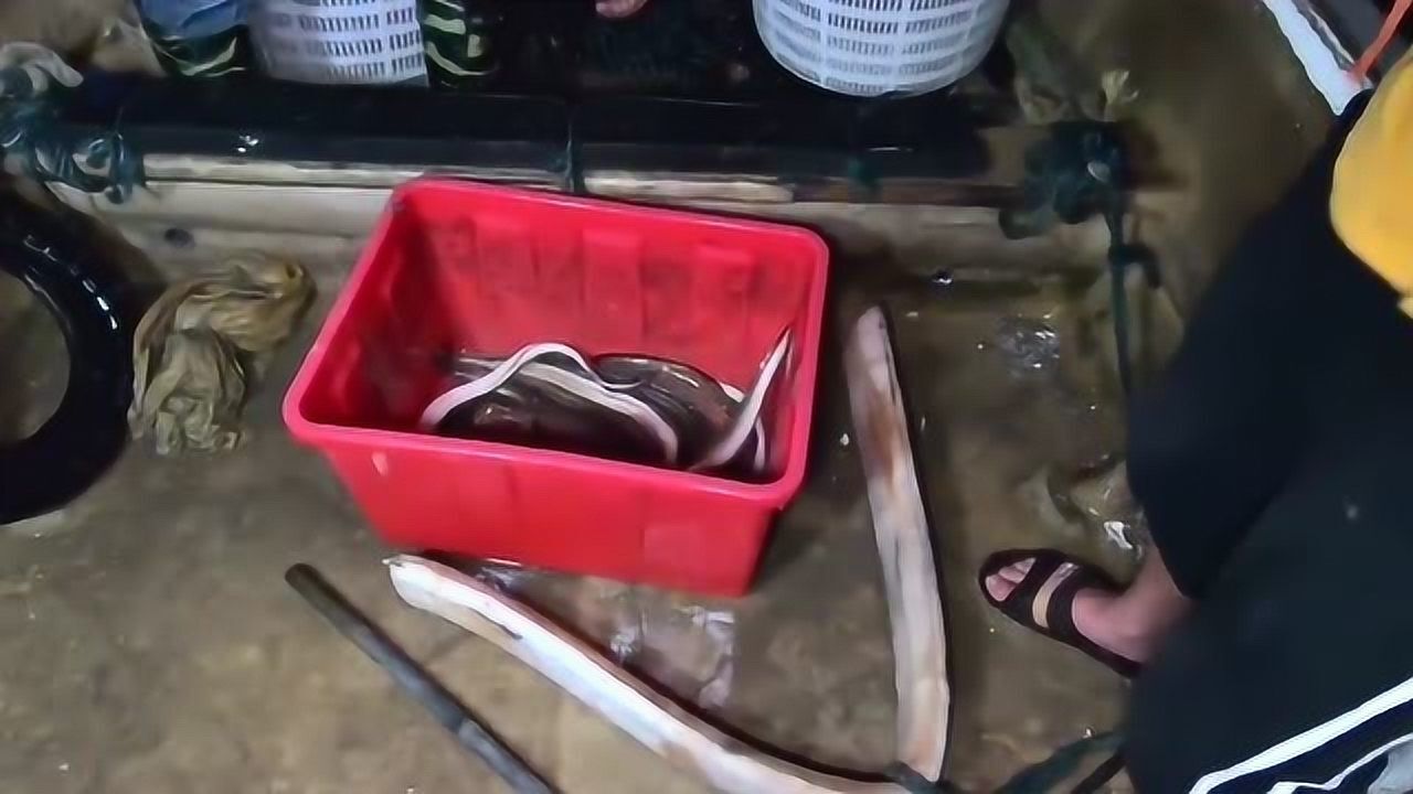 渔人阿峰半夜出海钓海鳝和老渔民较起了劲今天赚大了