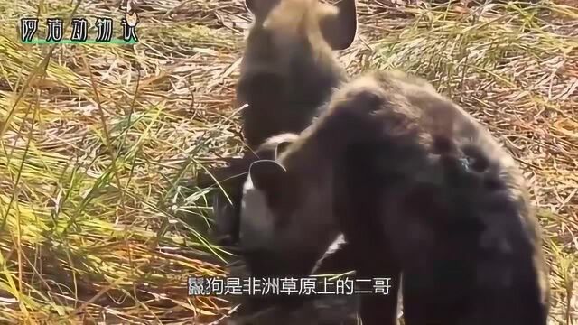 一群鬣狗抢母狮食物,狮子王霸气归来,母狮:你们继续抢呀