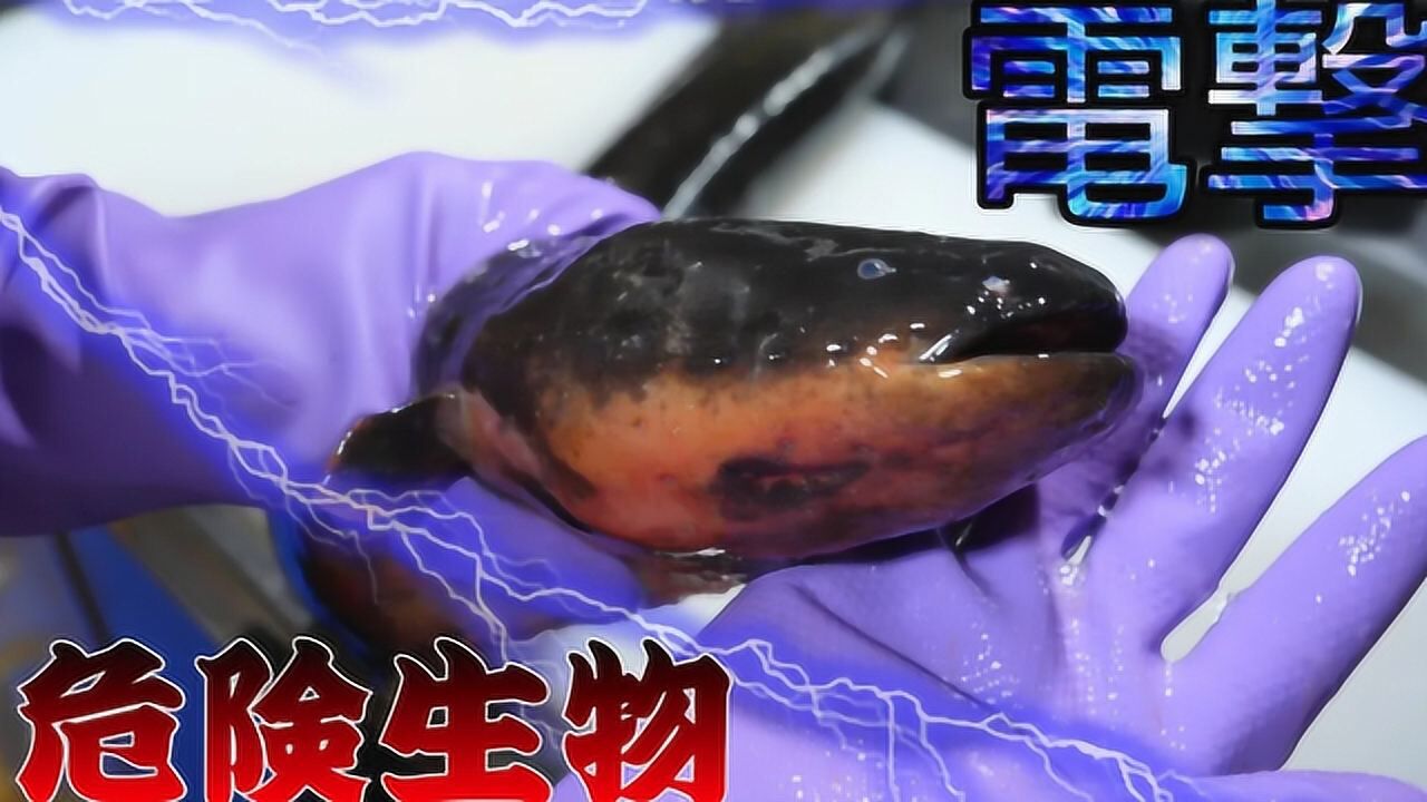 日本人连电鳗也敢吃不怕被电得冒烟吗真是不要命了