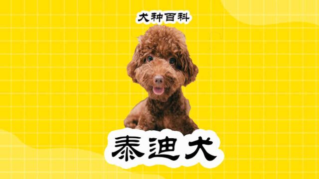 犬种百科11:泰迪,养的最多被嫌弃的也最多?主要与主人素质有关