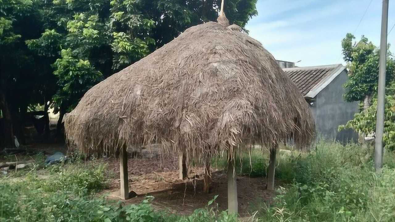 几十年前的草棚还记得吗?奇迹哦好少见的,满满的回忆