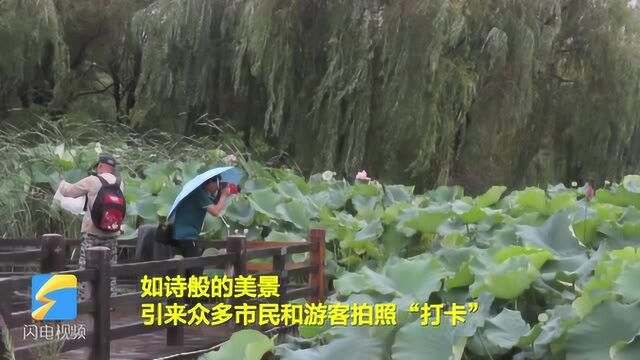 云端赏景|雨后荷花分外艳 来枣庄收获一份夏日雅致