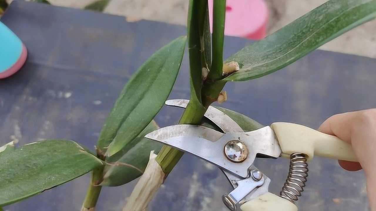 石斛兰这种花杆要不要剪掉?看完你就明白要不要剪