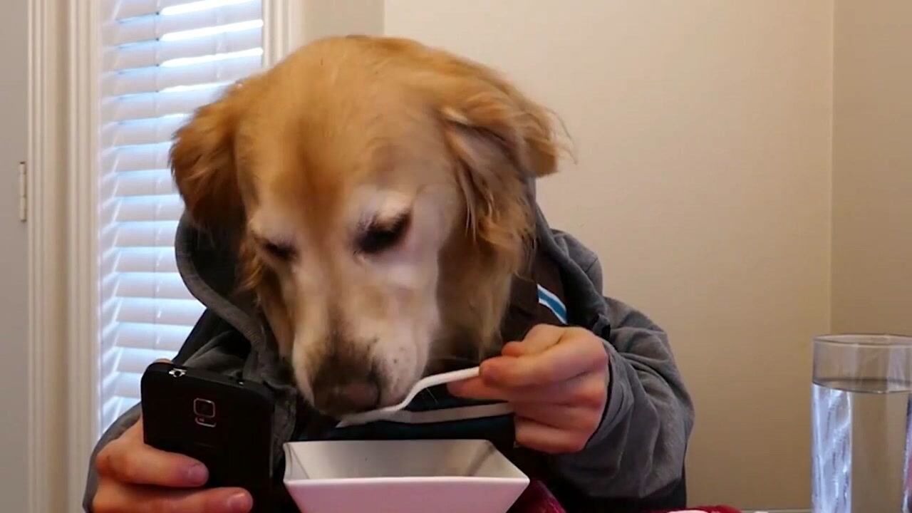 原来狗狗吃饭也玩手机,这下算是见识了.