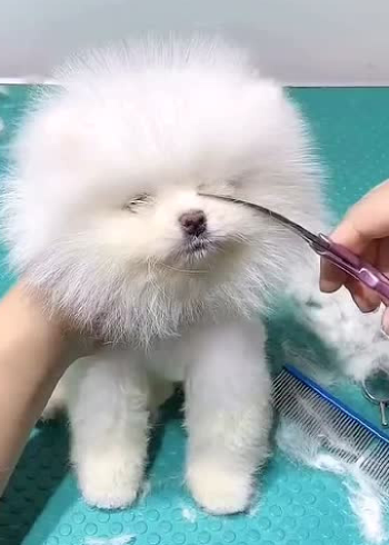 狗狗毛发太长,眼睛都被挡住了,如果不剪掉后果很难想象!