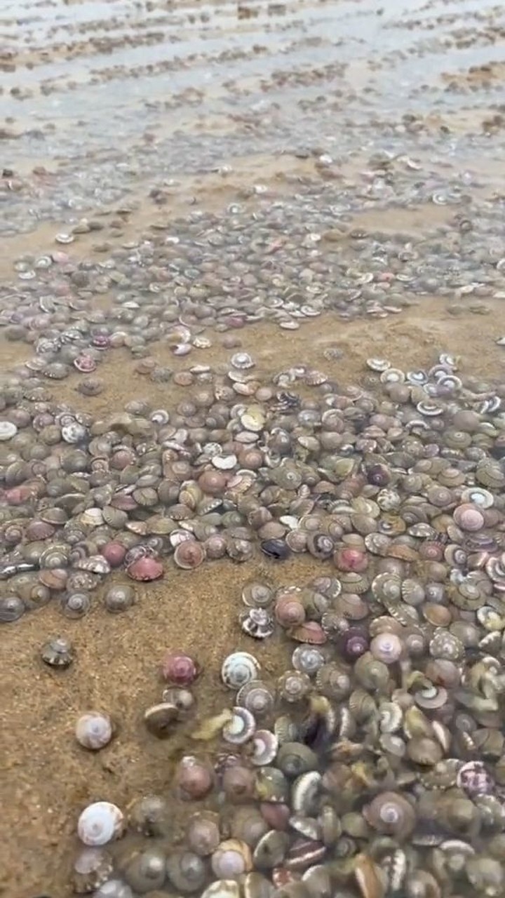 这么多的金钱螺,密集恐惧症的人千万不要进,太可怕了_腾讯视频