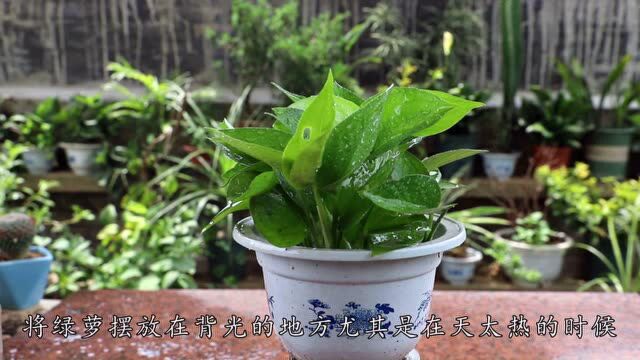 养绿萝“细节”不能忘,做到位了叶片油亮亮,轻松爆盆