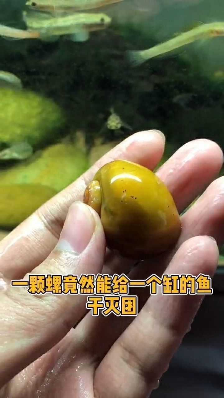 一颗黄金螺干掉了一鱼缸的鱼只要交给我绝对能够干掉它