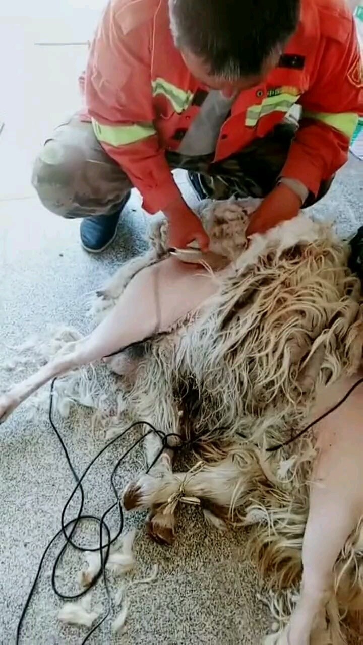 给绵羊剃毛,光溜溜的身体,看着真搞笑啊!