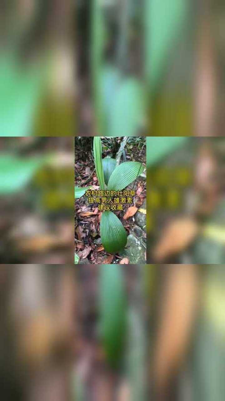 农村路边的壮阳草,提高男人雄性激素,建议收藏!