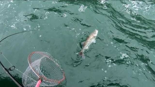 花1500块汽油出发外海,狙击一年一度的海蜒鲈鱼,看阿杰爆钓之旅