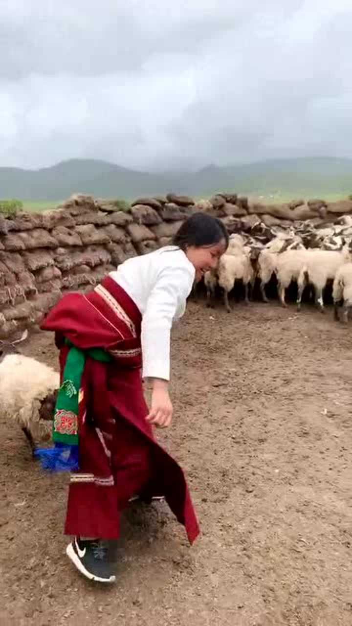 蒙古老婆杀羊图片