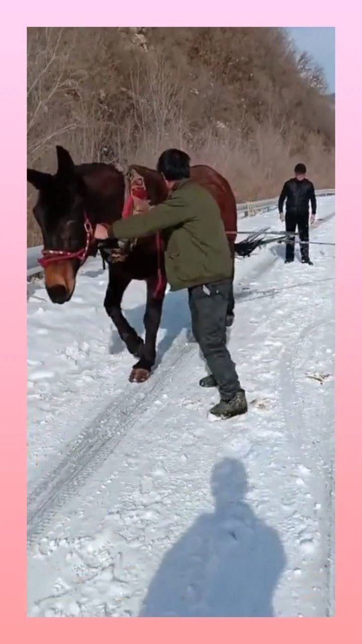 这才是真正的小马拉大车网友太有才了