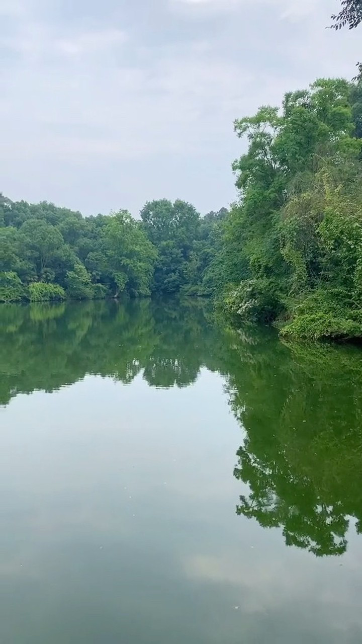 树叶倒映在湖里,平静的湖面显得特别的宁静