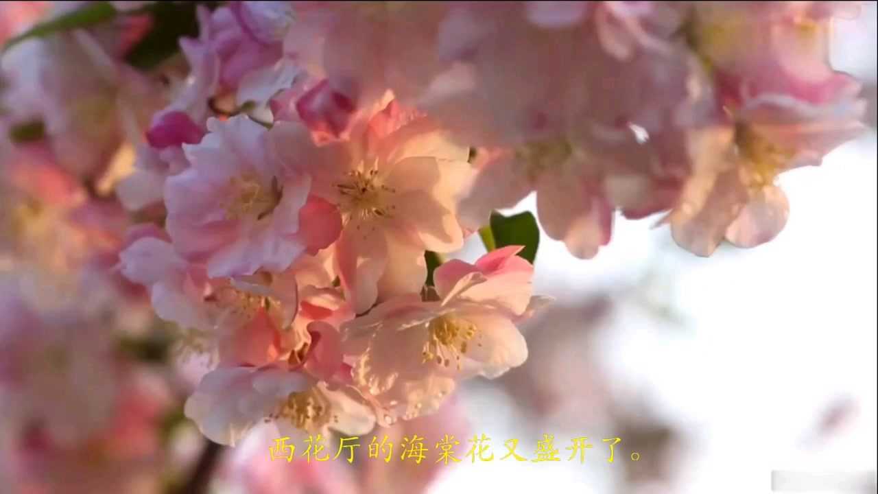 《海棠花祭》
