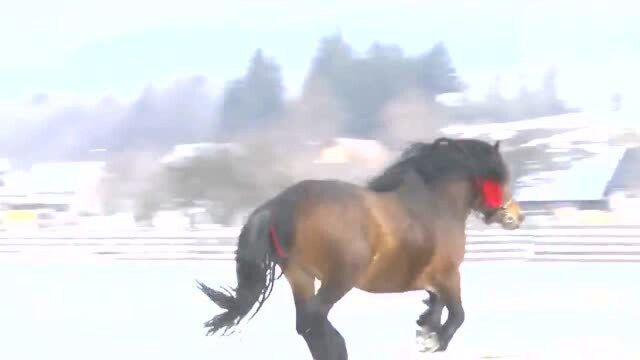 非常健壮的骏马,在雪地里尽情驰骋