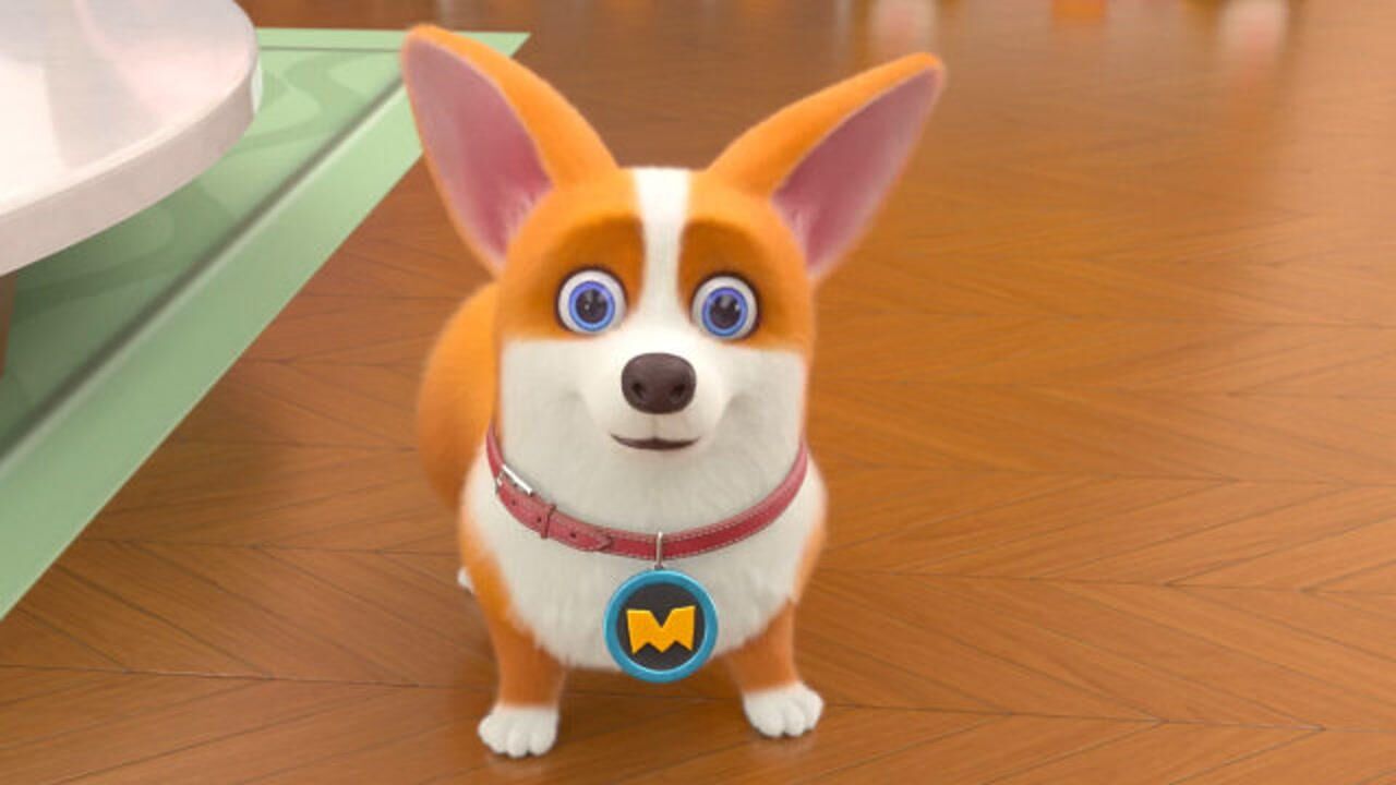 飞狗moco:家有萌宠相伴,实在太可爱了!