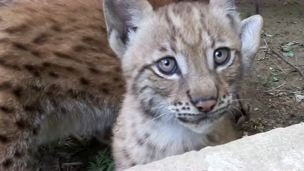 猞猁养了个小宝贝,小家伙是不是好可爱