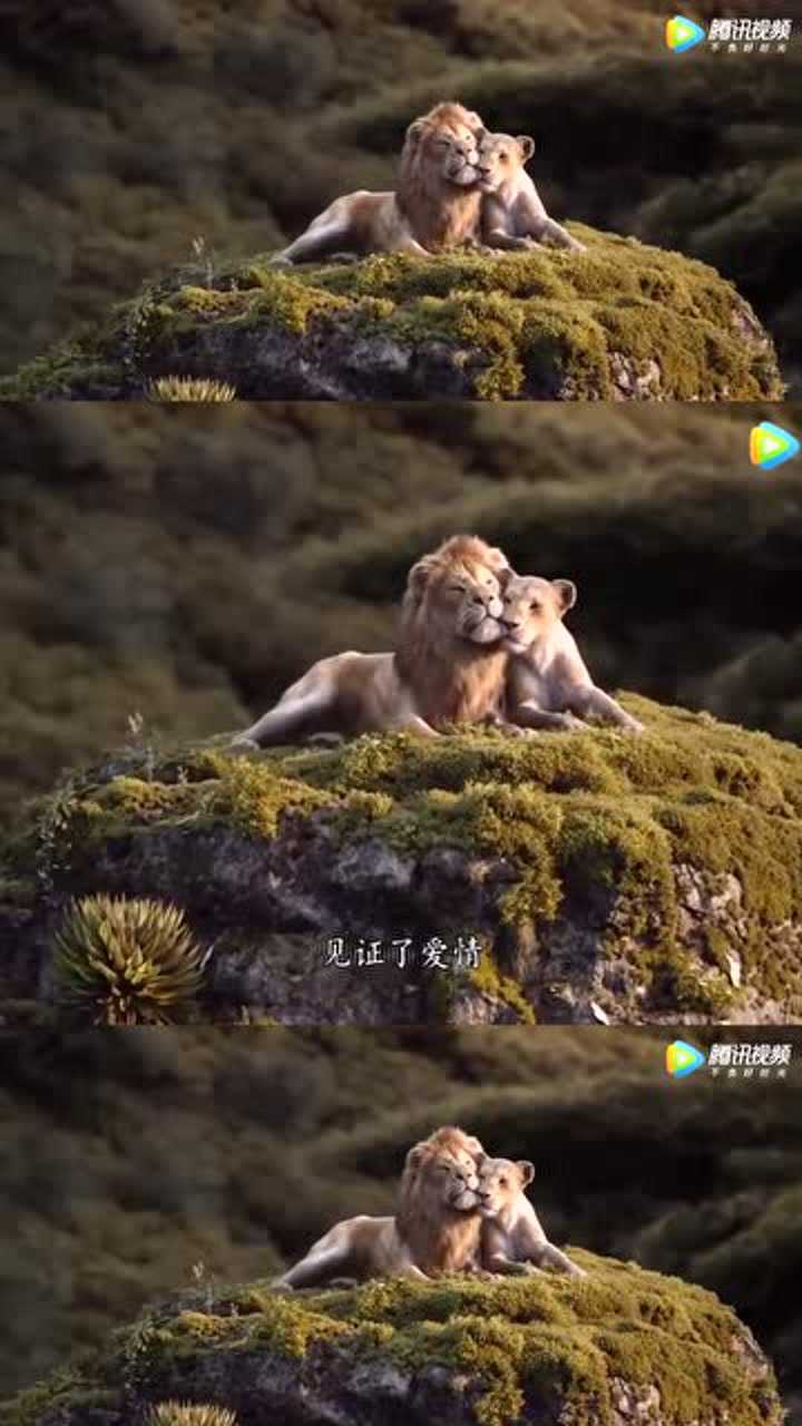狮子王辛巴和娜娜谈恋爱满脸都是幸福的模样
