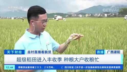 单产一度破世界纪录！超级稻+再生稻，打开这个小村庄的致富路...