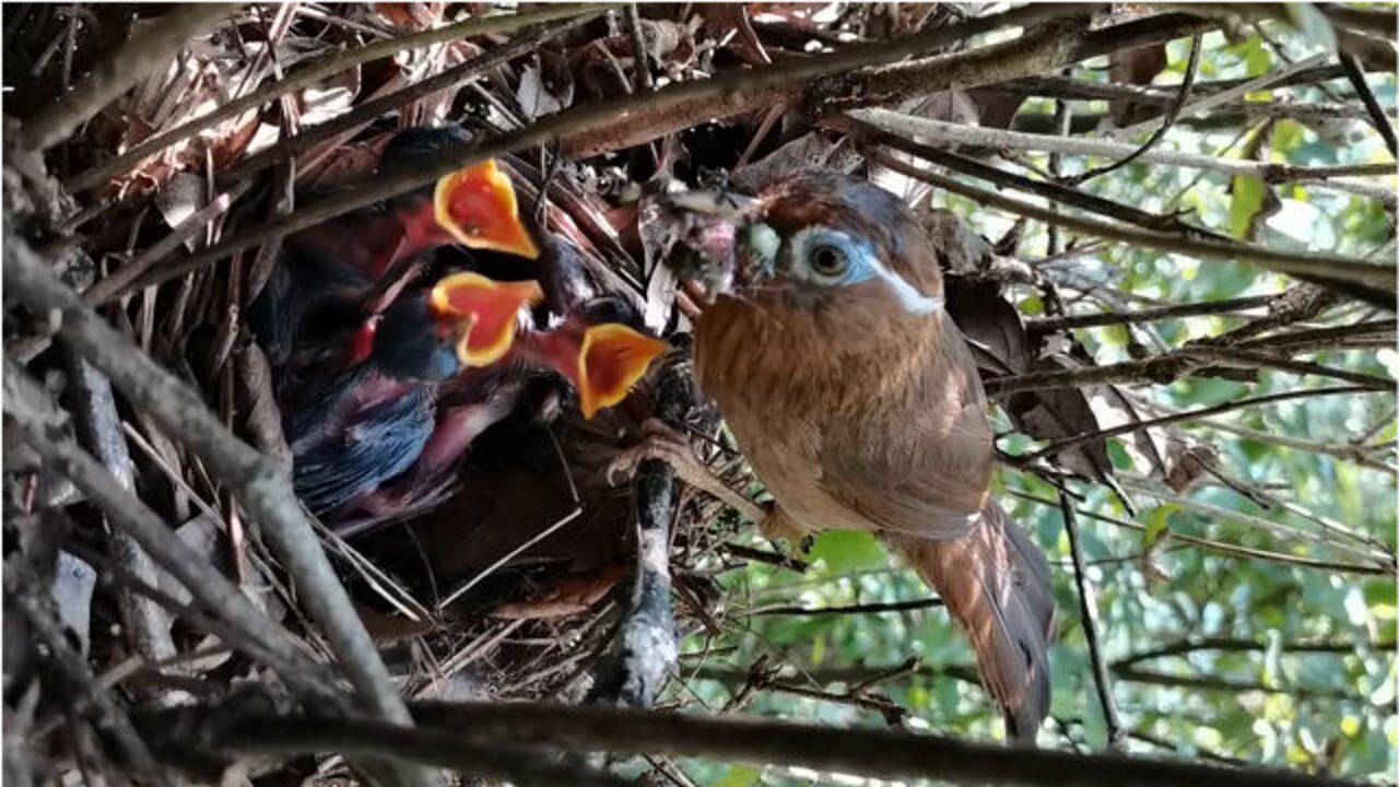 户外发现一窝画眉鸟,鸟父母轮流喂食,你看它们伙食怎样