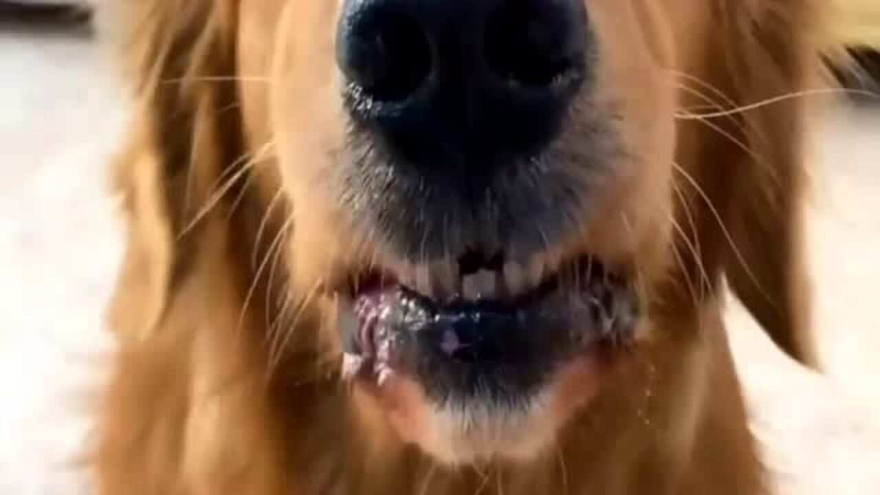 网红金毛轮胎和妈妈一起坑爸爸,结局有亮点,太逗了