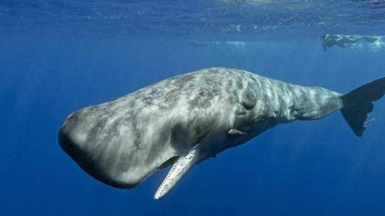 抹香鲸每天会吃下将近1吨的肉,它的喉咙大到能吞下一个成年人