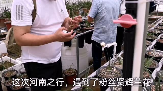 来河南遇见粉丝贤辉兰花,兰农挖了两颗蕙兰中透,最低8500买不动