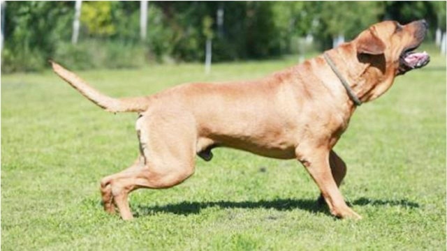 “世界级猛犬”土佐,比藏獒还凶猛的狗,分分钟秒杀比特!