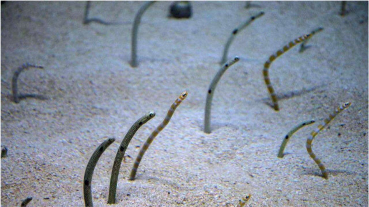 世上最胆小的鱼,一有风吹草动就躲进沙子里,遇到危险可能会被吓死!