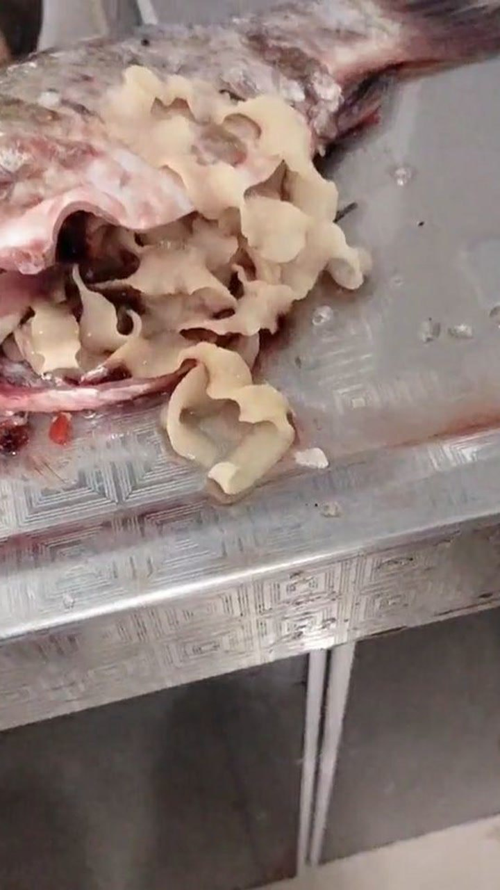 原来真的有面条虫,看鱼肚子里有的竟然还在动