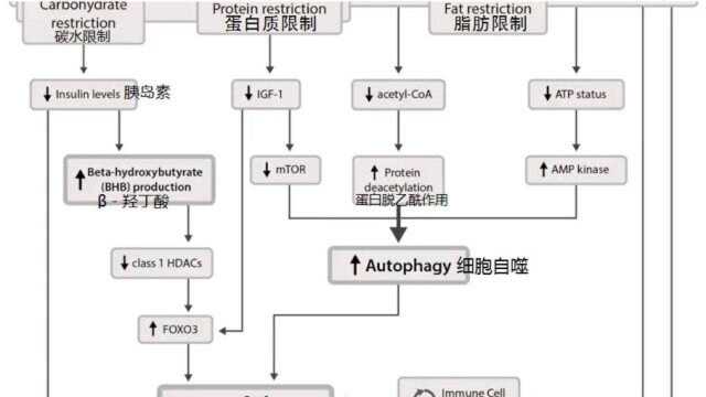 巴克研究所2:生酮、‹羟丁酸、限制饮食减缓衰老流程图