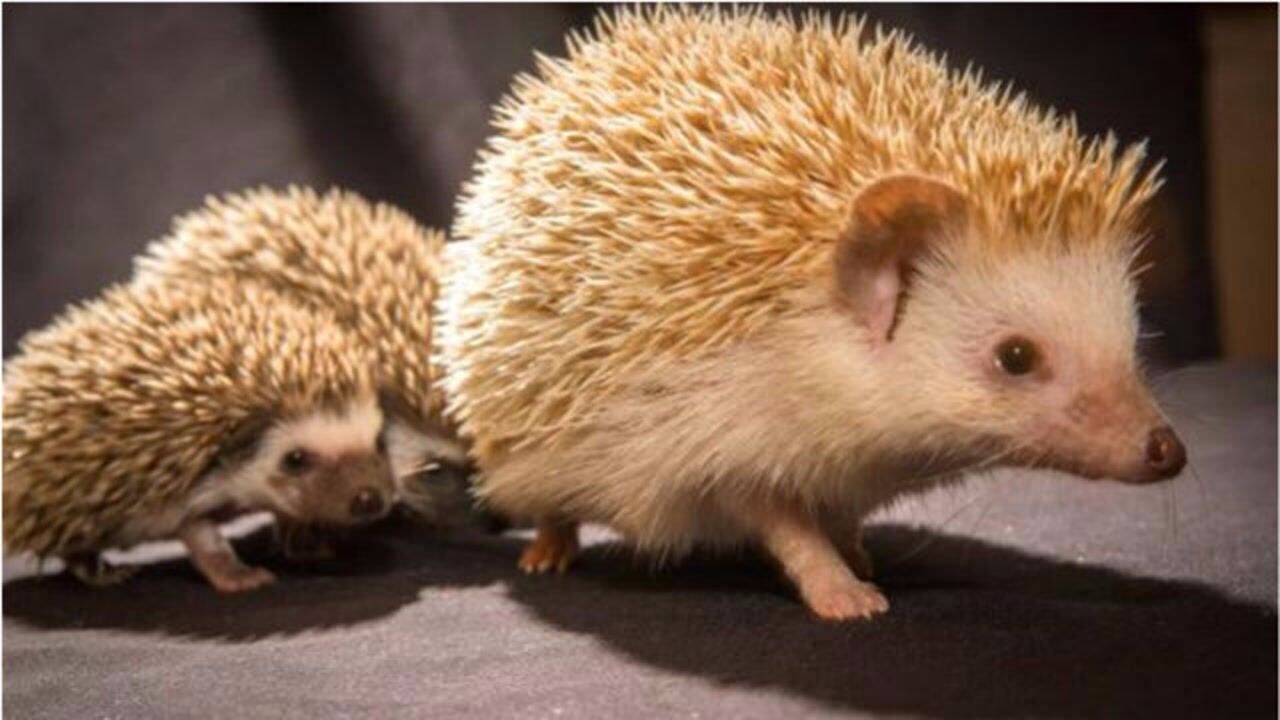 刺猬妈妈生小宝宝时,会不会被宝宝的刺扎到?看完感叹母爱太伟大