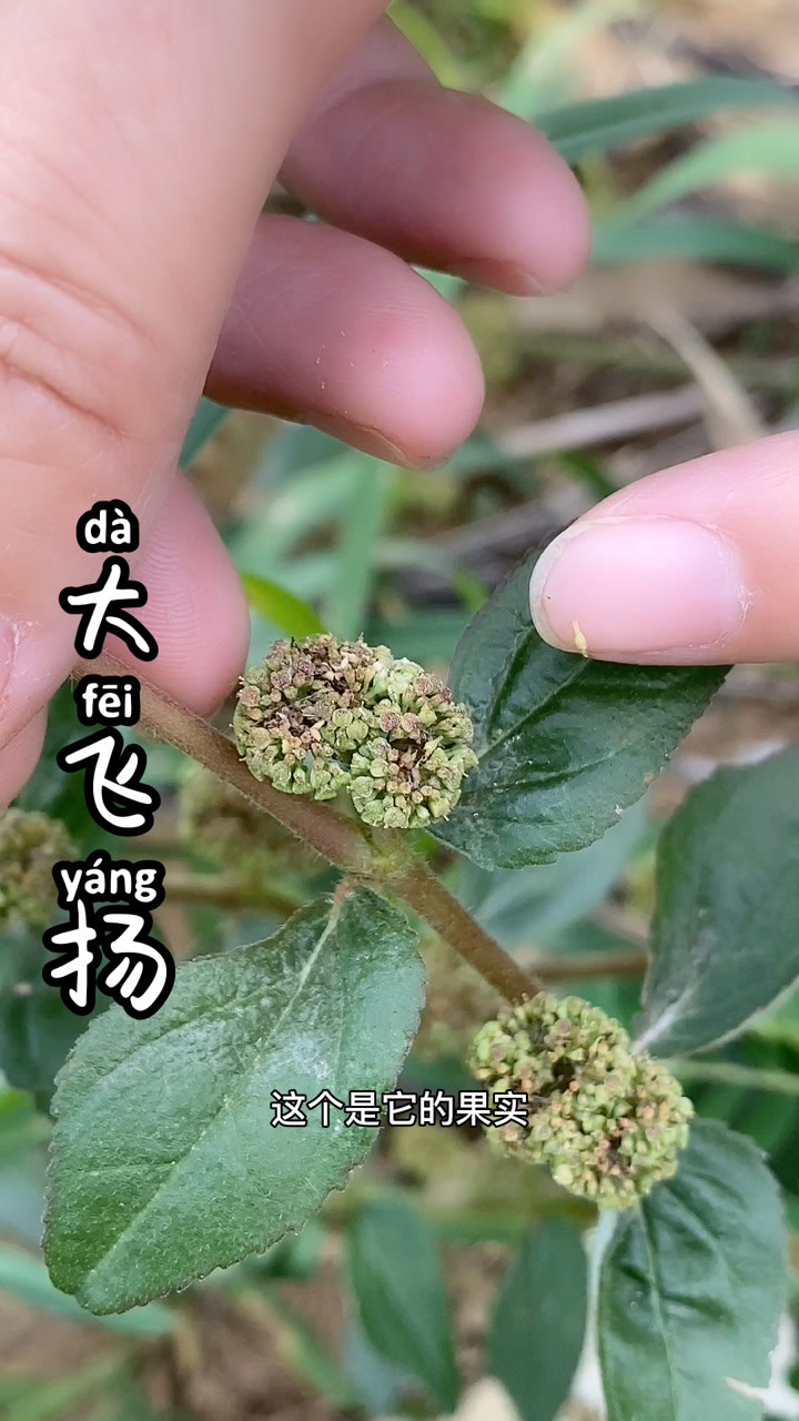 大飞扬草又叫通乳草