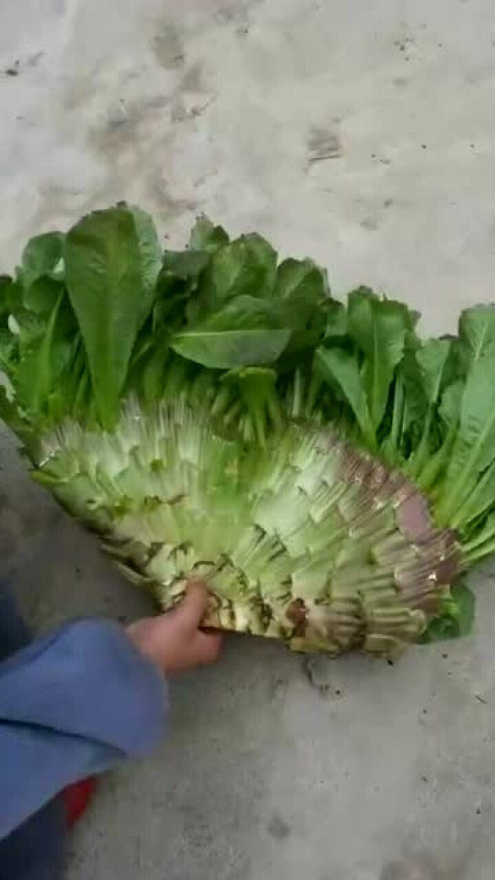 凤凰菜你们吃过吗?