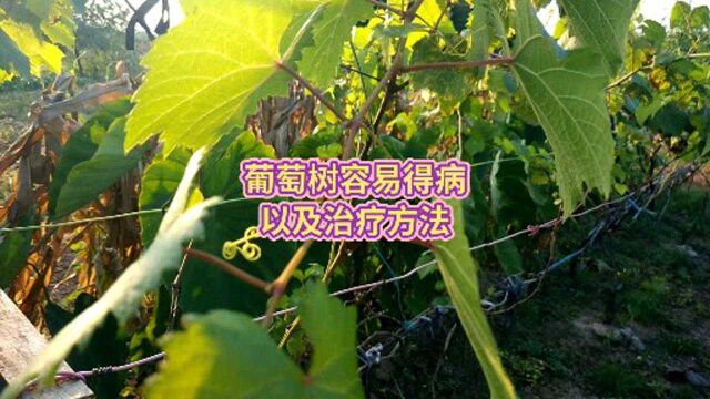 葡萄树容易得病以及治疗方法