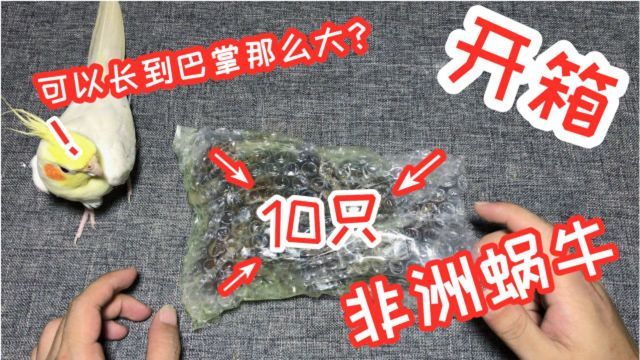 开箱:“非洲蜗牛”10只,听说可以养到巴掌那么大,是真的吗?