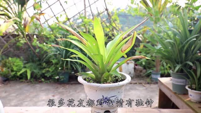 淘米水加点“干皮”,沤肥清香无异味,浇给凤梨花新芽侧芽呼呼冒