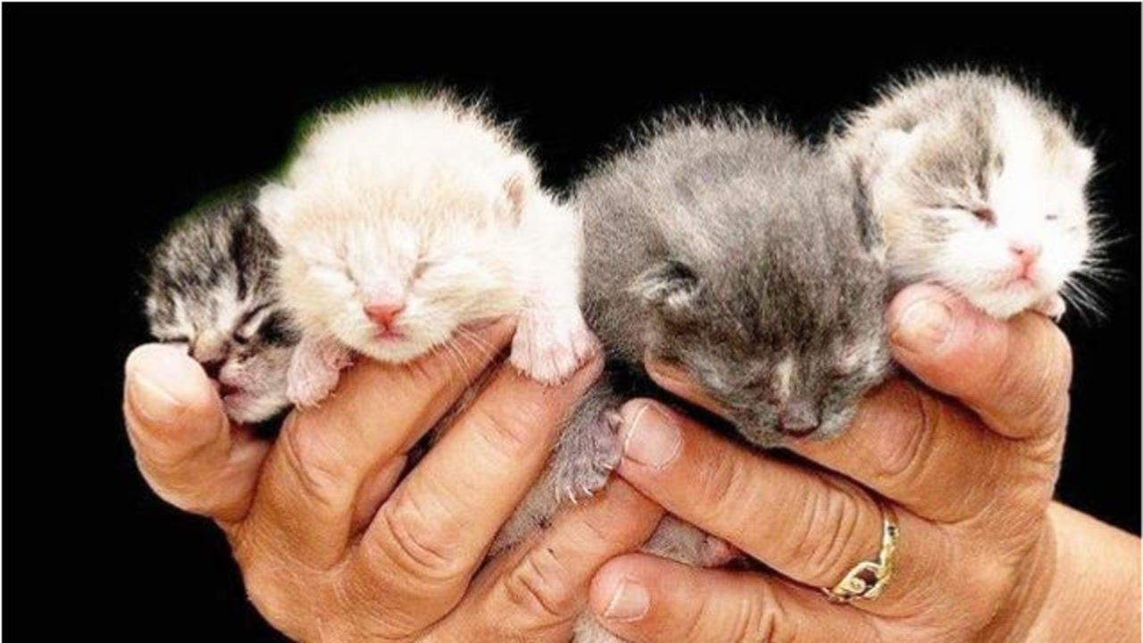 最小的猫科动物图片