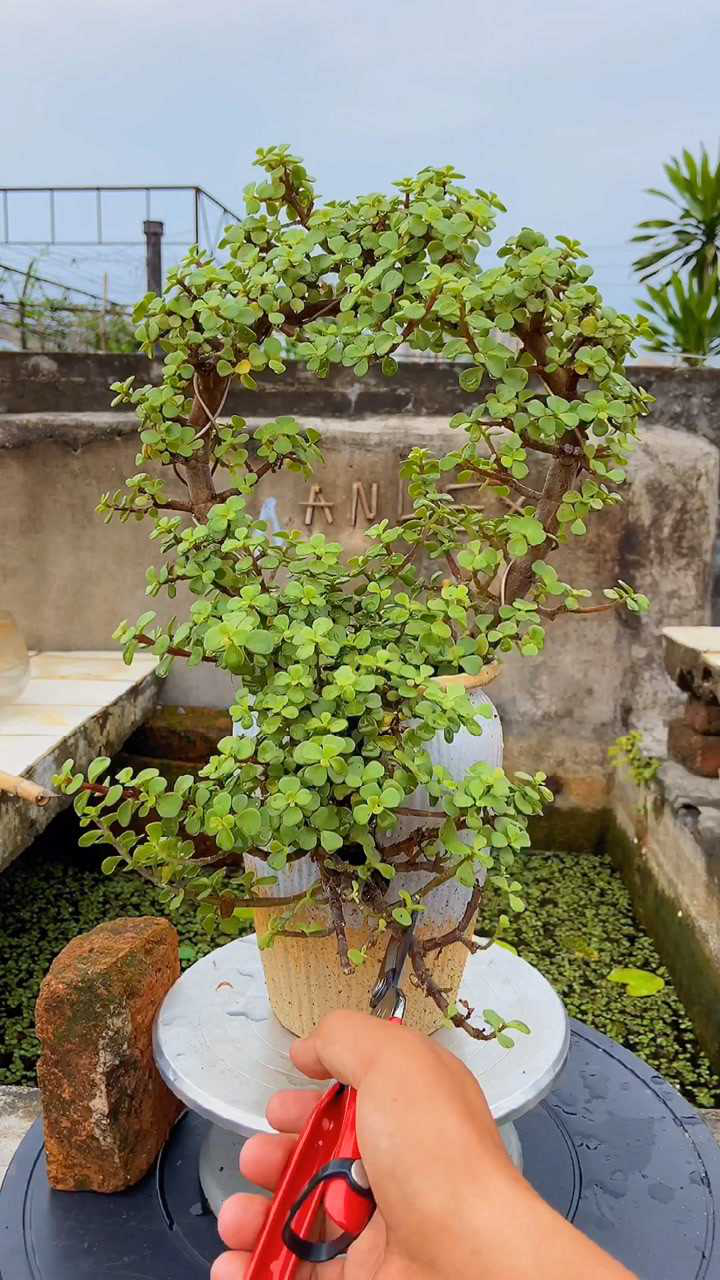 金枝玉叶的修剪