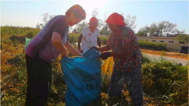 农村60岁奶奶地里捡谷穗,发扬勤俭节约好传统,看她能收获多少?