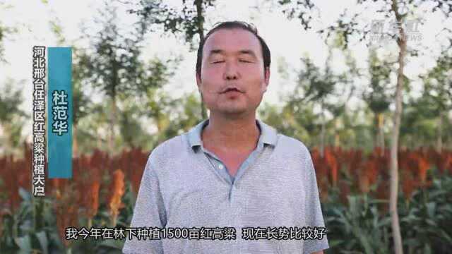 河北邢台:林下种养 让绿化带“生金”