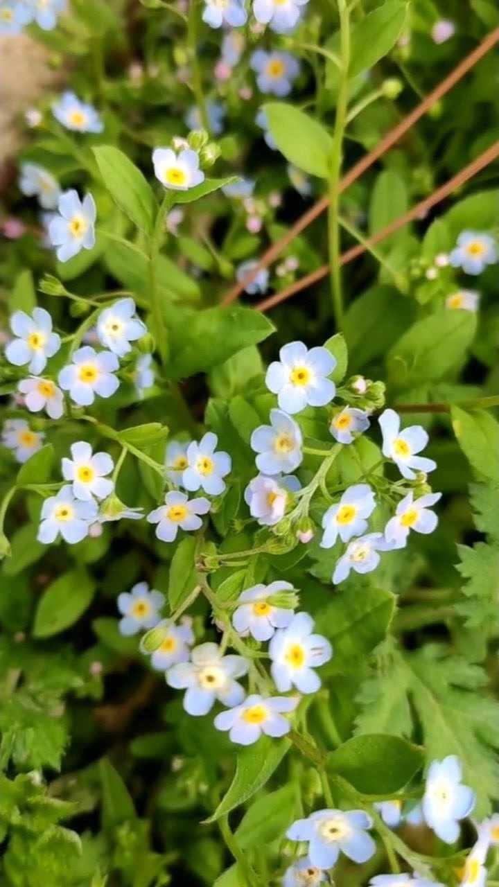 此花生长在泰山海拔1520米的高山上叫勿忘草今天520把它带走送给你心