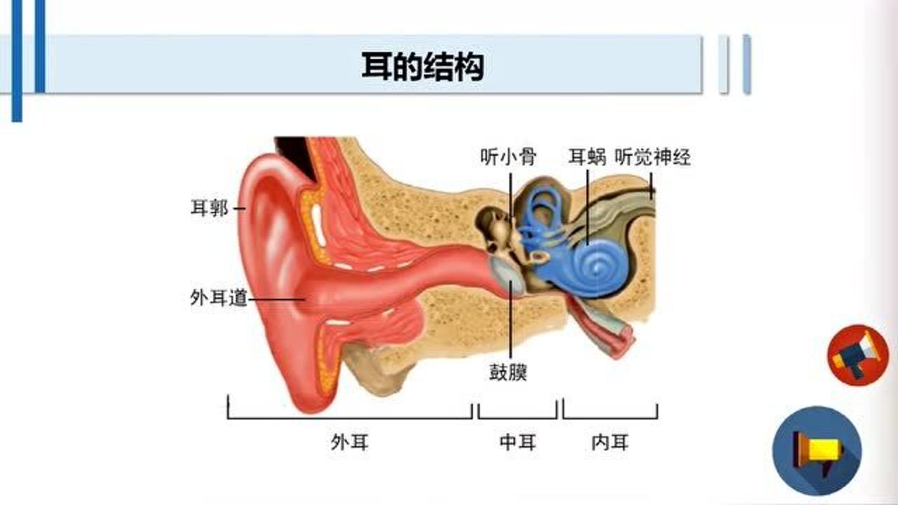 四上1.4我们是怎样听到声音的_高清1080P在线观看平台_腾讯视频