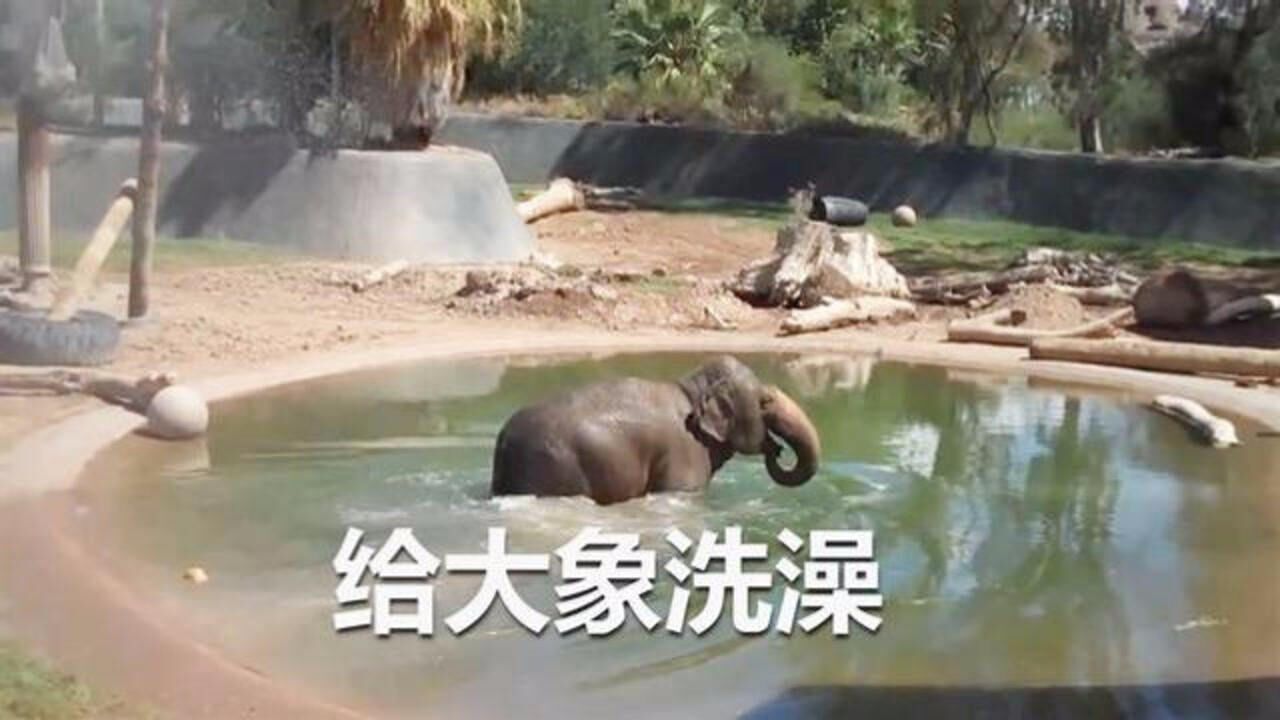 大象是如何洗澡的？国外动物园给大象洗澡，大象开心得用鼻子接水_高清